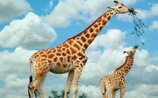 娱乐吃瓜君长颈鹿